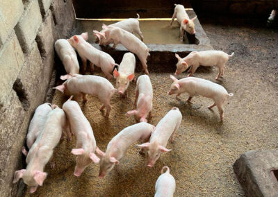 Ampliación granja porcina - Egueire 3