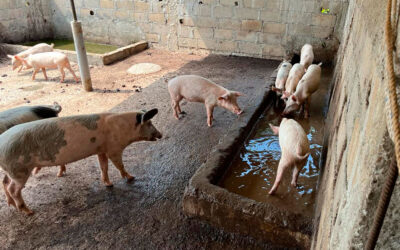 El proyecto agropecuario de Egueire avanza con una granja porcina y una piscifactoría