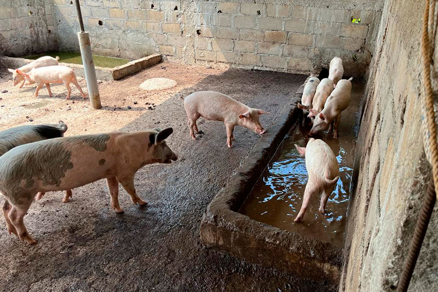 El proyecto agropecuario de Egueire avanza con la ampliación de la granja porcina y una piscifactoría