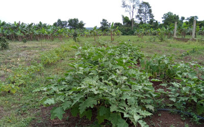 Cultivos en el proyecto agropecuario en N’zida